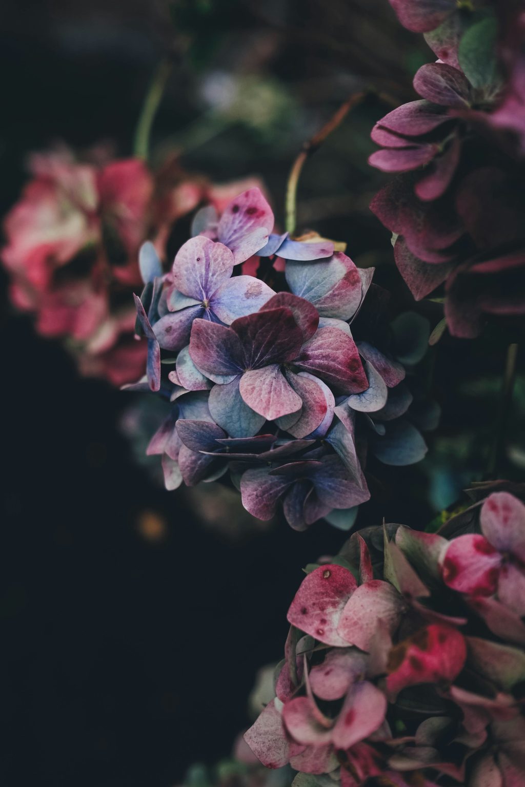 Villamalia Polina Tu'ipulotu Death & Obituary: A Life of Love, Compassion, and Community Impact