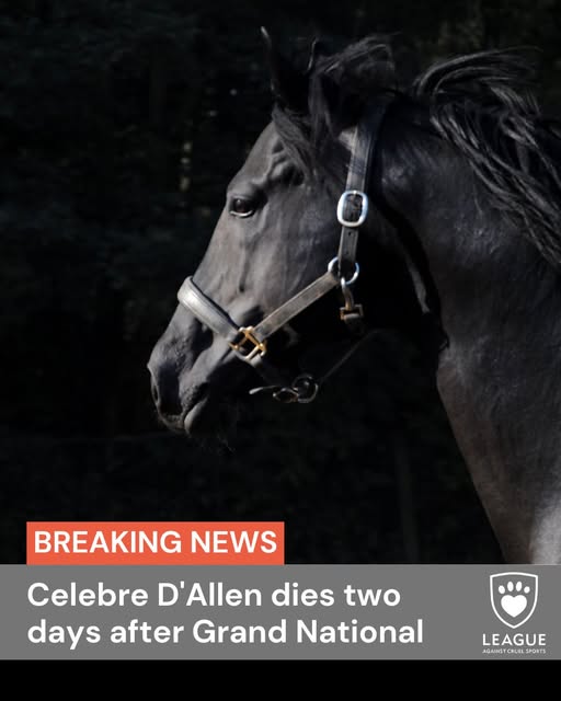 Aintree Horse Death & Obituary: Celebre D’Allen Dies After Grand National Collapse, Sparking Renewed Welfare Debate