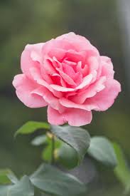 April Eden Obituary: Beloved Community Member Passes Away