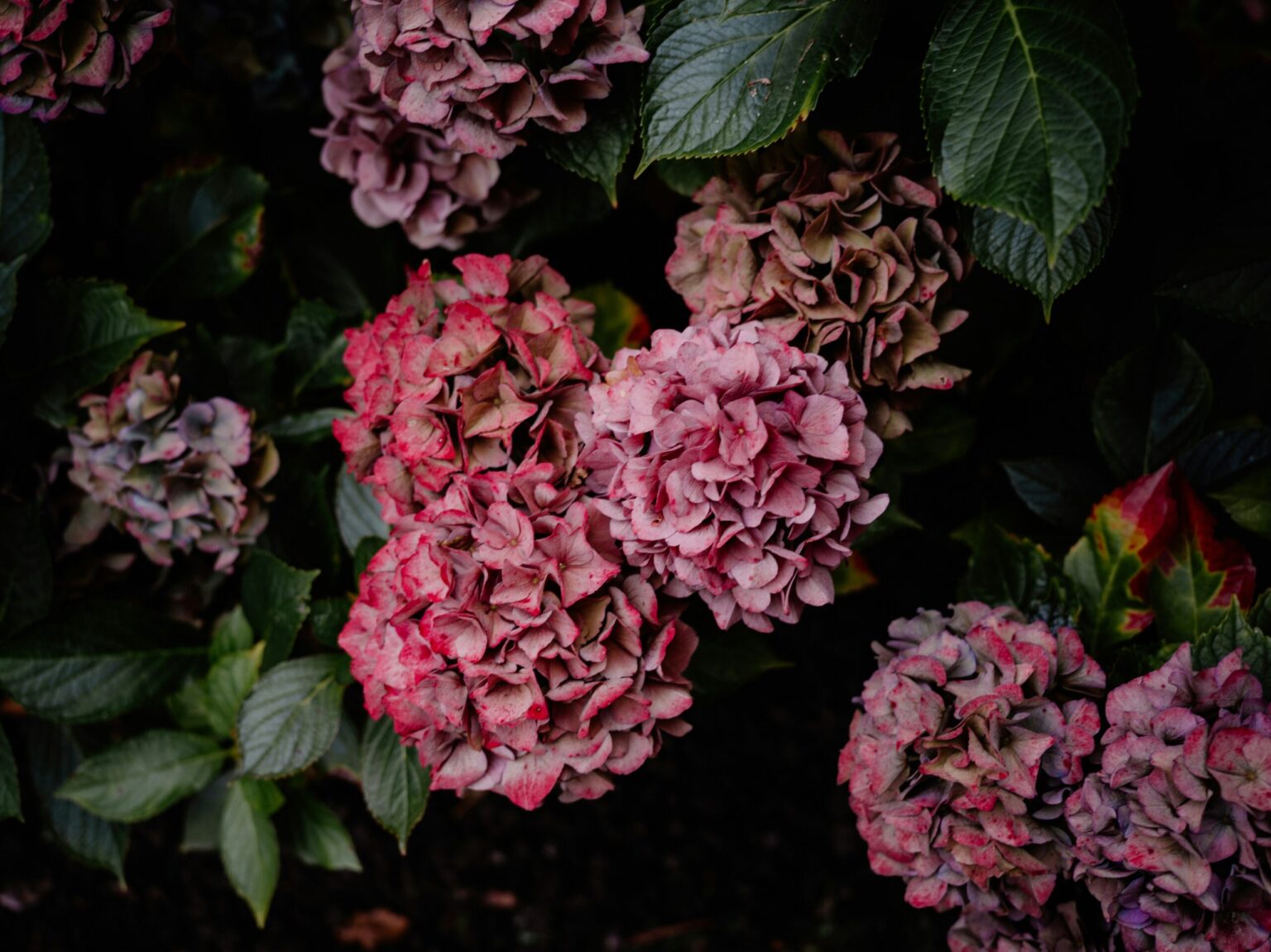 Port Huron, Michigan – Community Devastated by the Sudden Death of Beloved OB-GYN